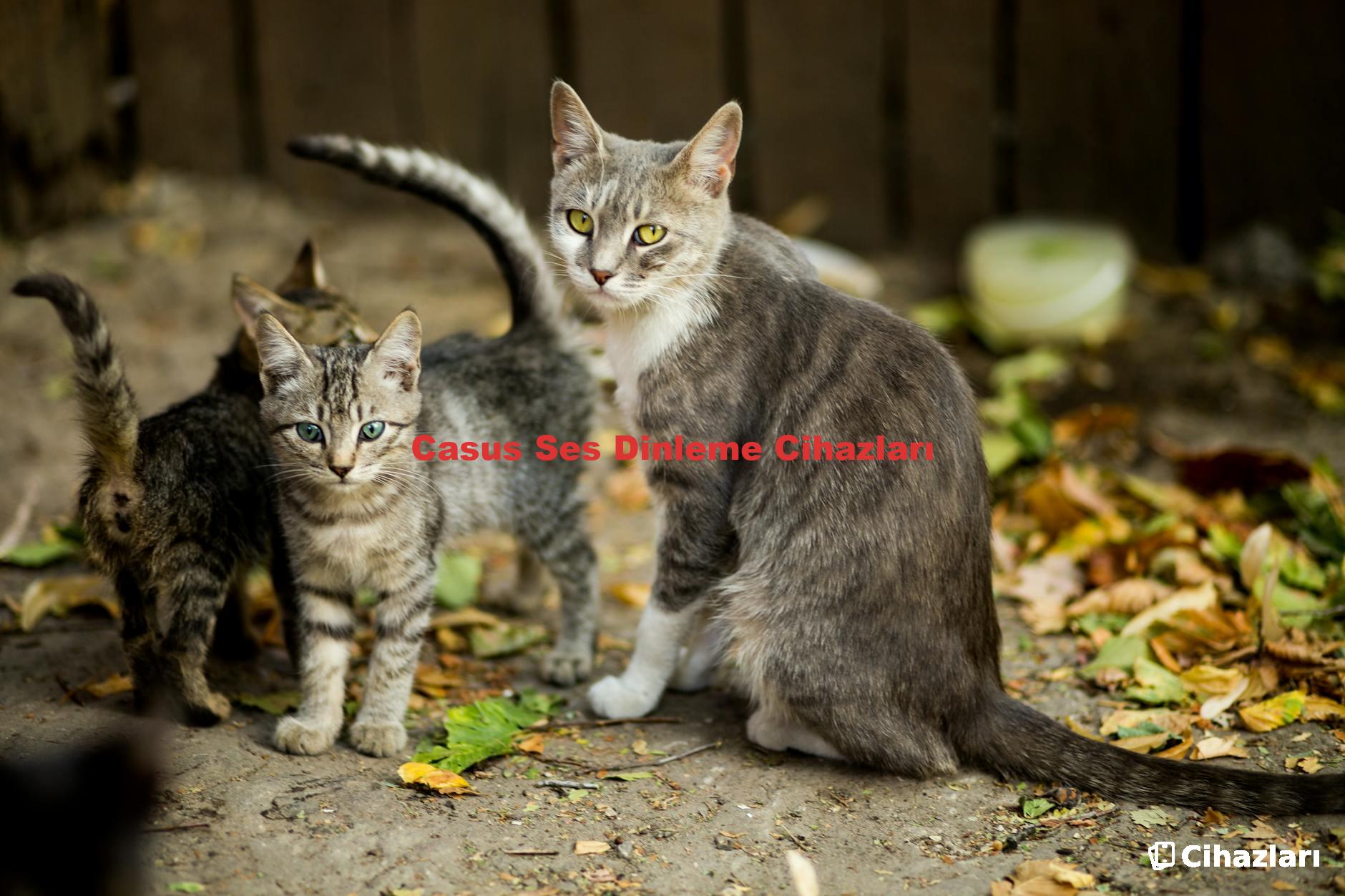 Casus Ses Dinleme Cihazları